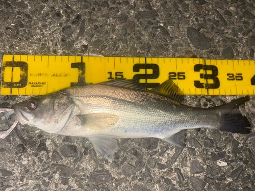 セイゴ（マルスズキ）の釣果