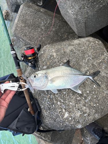 ギンガメアジの釣果