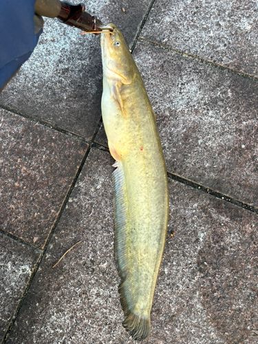 ナマズの釣果
