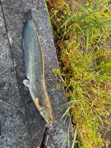 ナマズの釣果