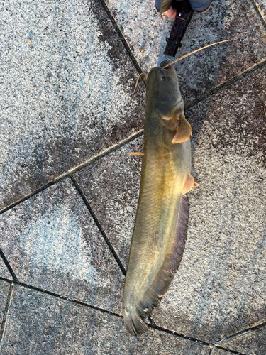 ナマズの釣果