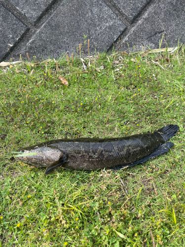 ライギョの釣果