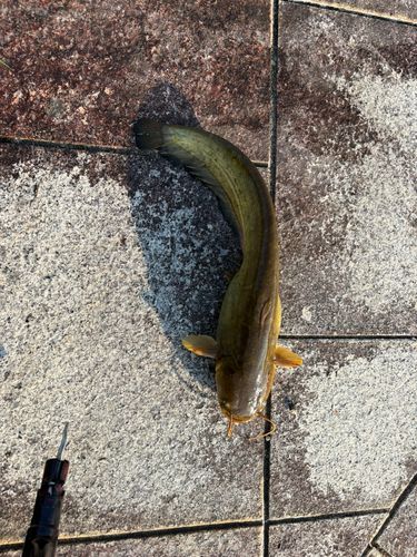 ナマズの釣果