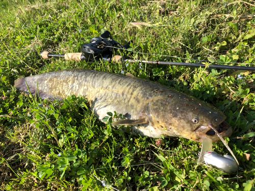 ナマズの釣果