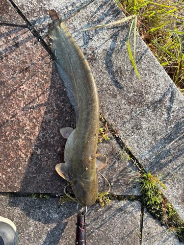 ナマズの釣果