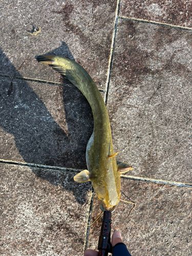ナマズの釣果
