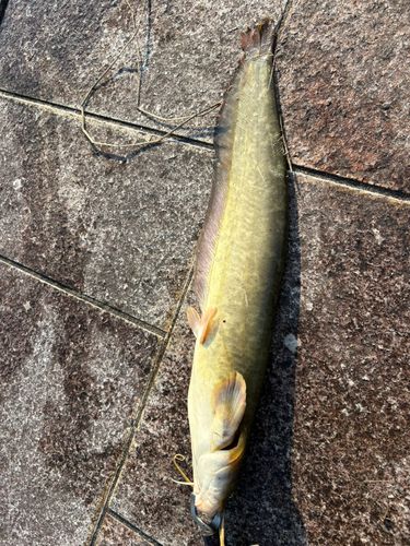 ナマズの釣果