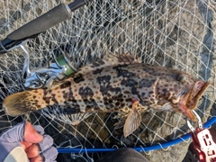 チャイロマルハタの釣果