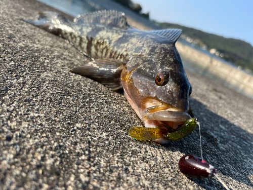 アイナメの釣果