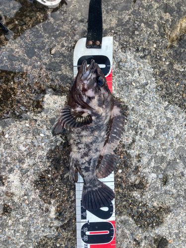 オウゴンムラソイの釣果