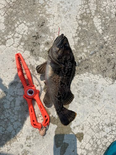 クロソイの釣果