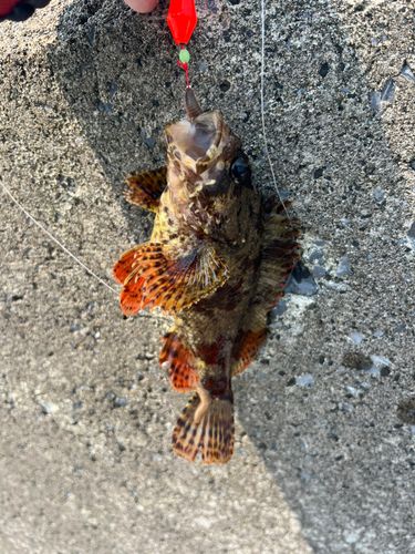 ヨロイメバルの釣果