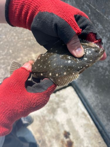 イシガレイの釣果