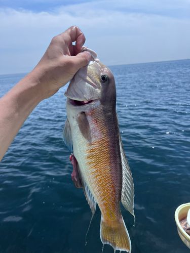 シロアマダイの釣果