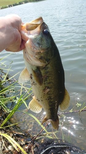 ブラックバスの釣果
