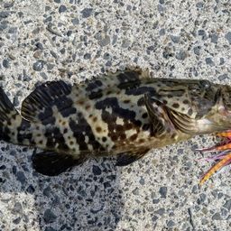 チャイロマルハタ