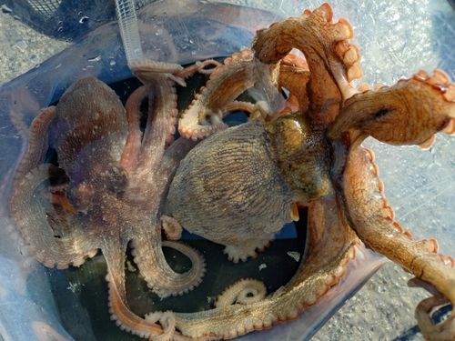 タコの釣果
