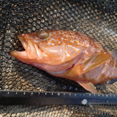 キジハタの釣果