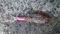 コウイカの釣果