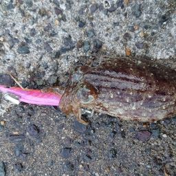 コウイカ