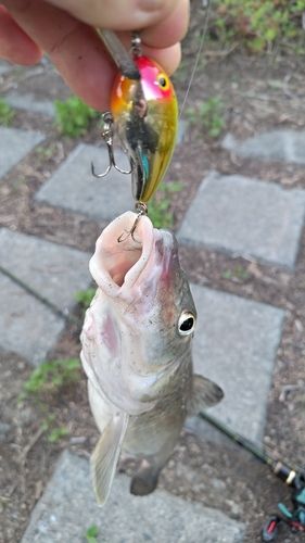 ニゴイの釣果