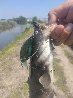 ナマズの釣果