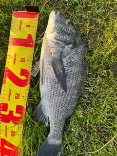 クロダイの釣果