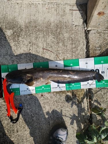 ナマズの釣果