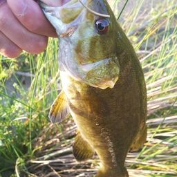 スモールマウスバス