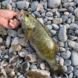 スモールマウスバス