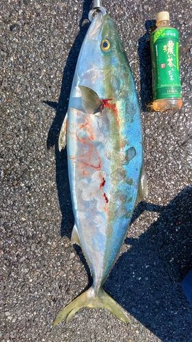 ブリの釣果