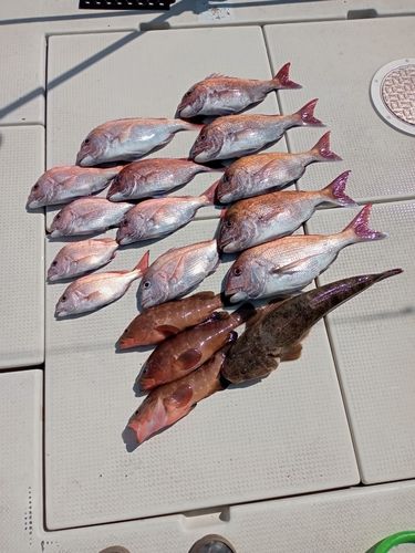 マダイの釣果