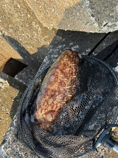 モンゴウイカの釣果
