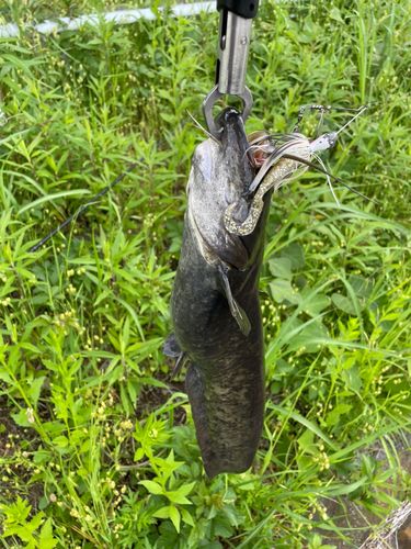 ナマズの釣果