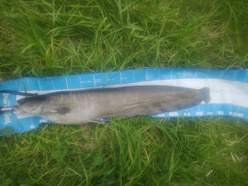 ナマズの釣果