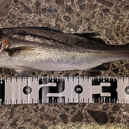 フッコ（マルスズキ）