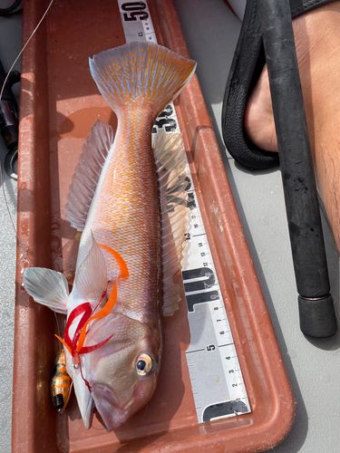 シロアマダイの釣果