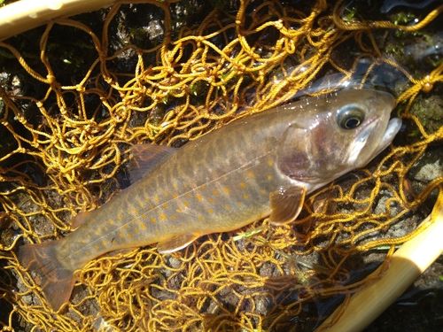 ヤマトイワナの釣果