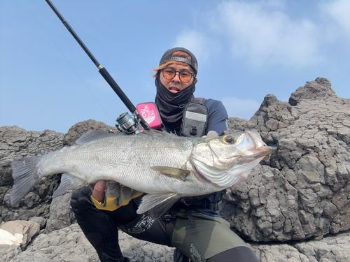 ヒラスズキの釣果