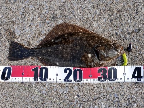 イシガレイの釣果