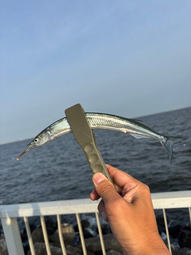 サヨリの釣果