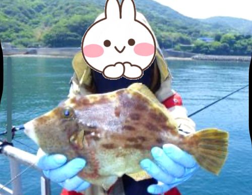 カワハギの釣果