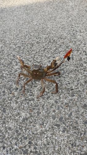 カニの釣果