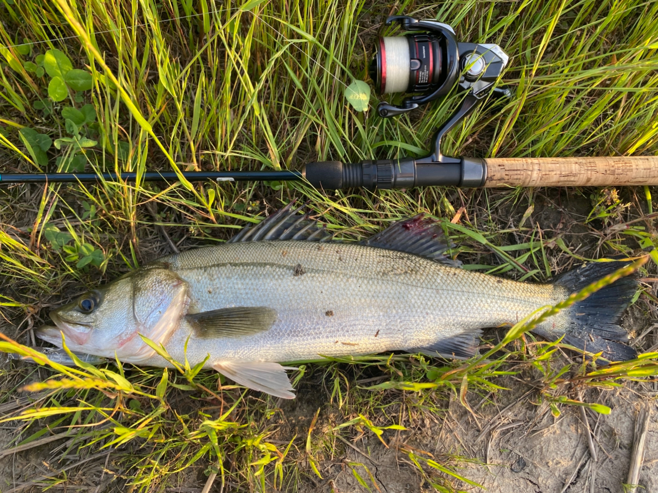 SHIMANO 20ヴァンフォード C3000XGの最安値・インプレ・釣果