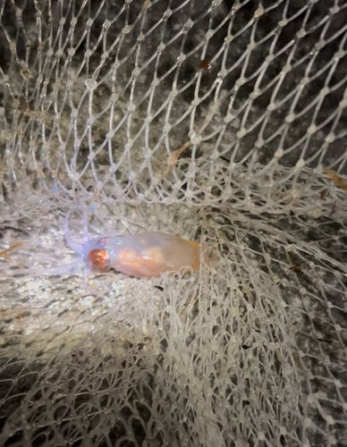ホタルイカの釣果
