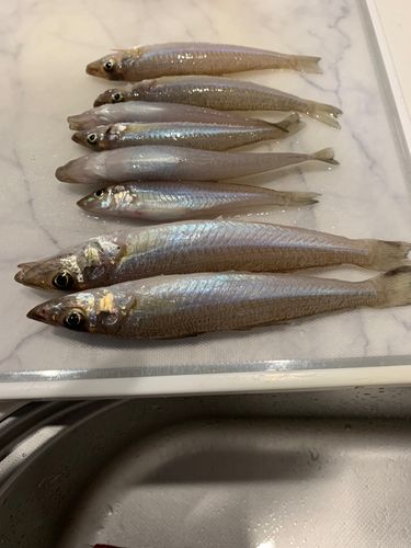 キスの釣果