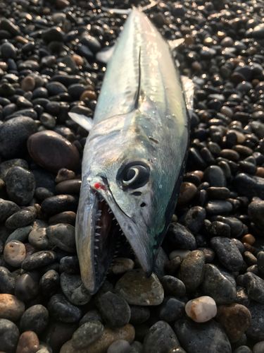 サゴシの釣果