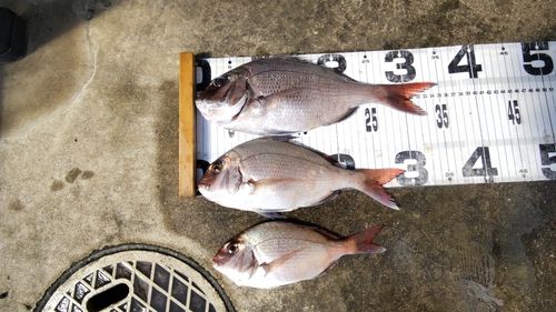 マダイの釣果