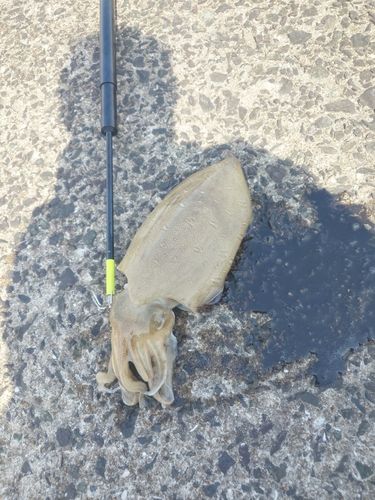 イカの釣果
