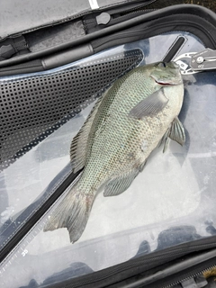 メジナの釣果